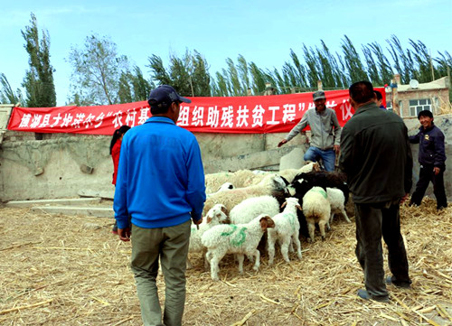 博湖县残联:才坎诺尔乡发放助残扶贫羊 帮助贫困户早致富1.jpg